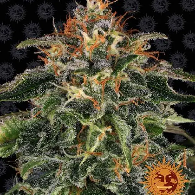 Moby Dick Feminised Cannabis Seeds | Barney's Farm 