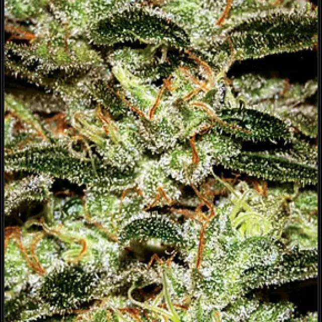 Moby Dick Feminised Cannabis Seeds | Green House Seeds