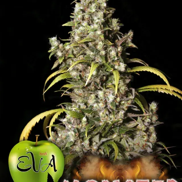 Monster Feminised Cannabis Seeds