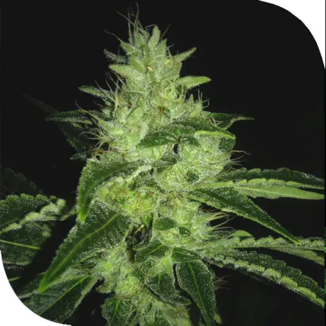 Mr-X Kush Feminised Cannabis Seeds | Plantformers