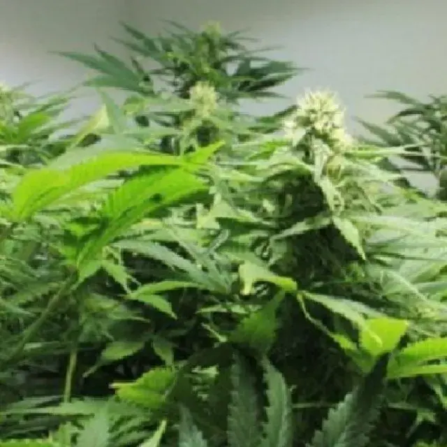 Afghan Skunk Regular Cannabis Seeds | Mr Nice Seeds