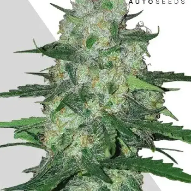 Auto AK47 Cannabis Seeds | Auto Seeds.