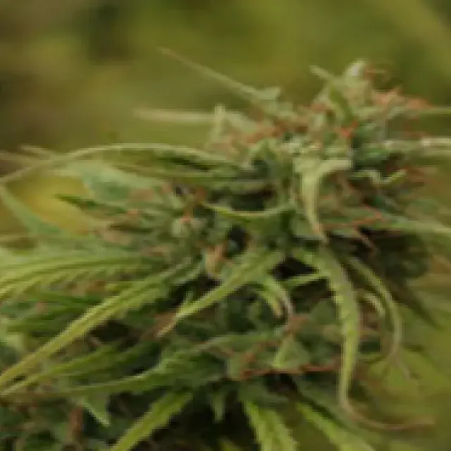 Nevilles's Skunk Regular Cannabis Seeds | Mr Nice Seeds