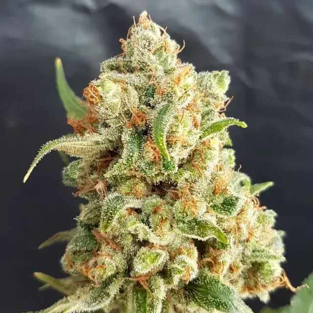 New York Diesel Auto Feminised Cannabis Seeds | Expert Seeds