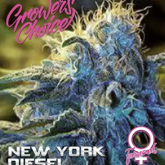 New York Diesel Feminised Cannabis Seeds - Growers Choice
