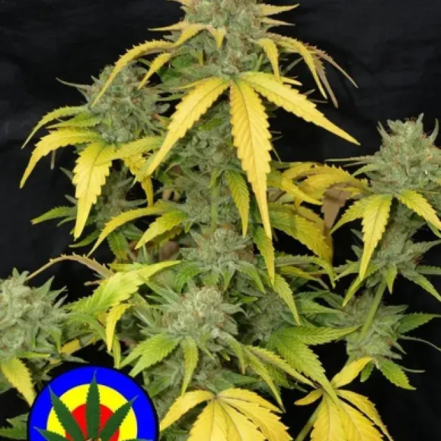 Auto Grapefruit Haze Feminised Cannabis Seeds | Next Generation Seeds