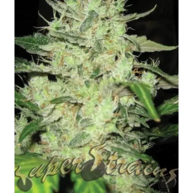 Next of Kin Feminised Cannabis Seeds | Superstrains
