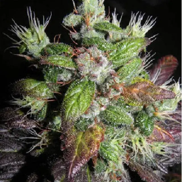 Romulan x I Sweet Skunk Regular Cannabis Seeds | Next Generation Seeds 