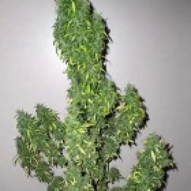 Medicine Regular Cannabis Seeds | Next Generation Seeds