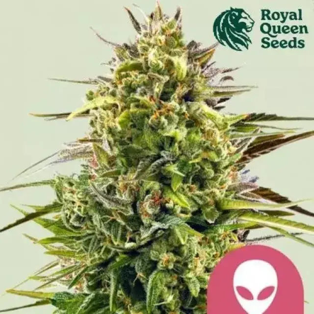 Alien OG Feminised Cannabis Seeds | Royal Queen Seeds.