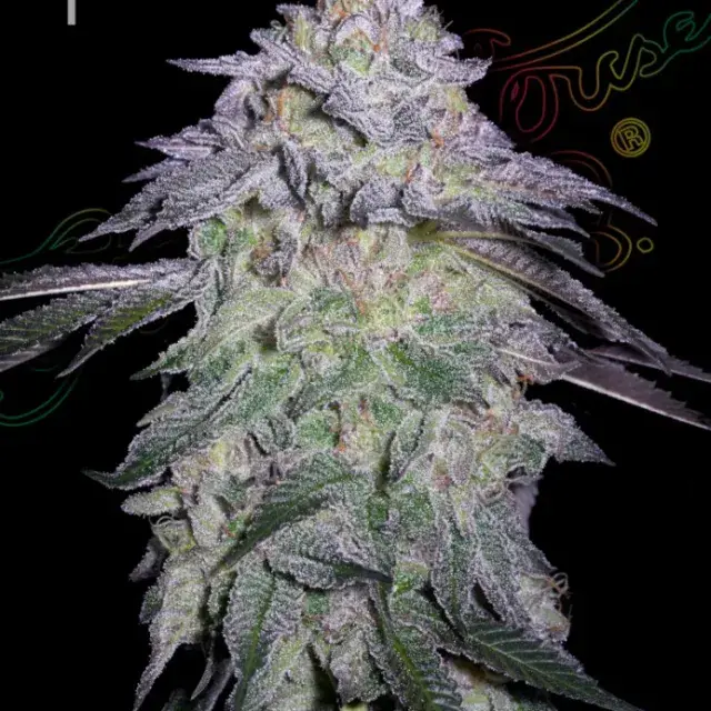 Nori Cake Feminised Cannabis Seeds | Greenhouse Seeds