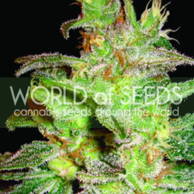 Northern Lights x Big Bud Feminised Cannabis Seeds | World of Seeds