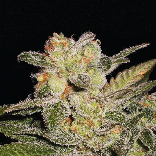 Northern Delights Auto Feminised Cannabis Seeds