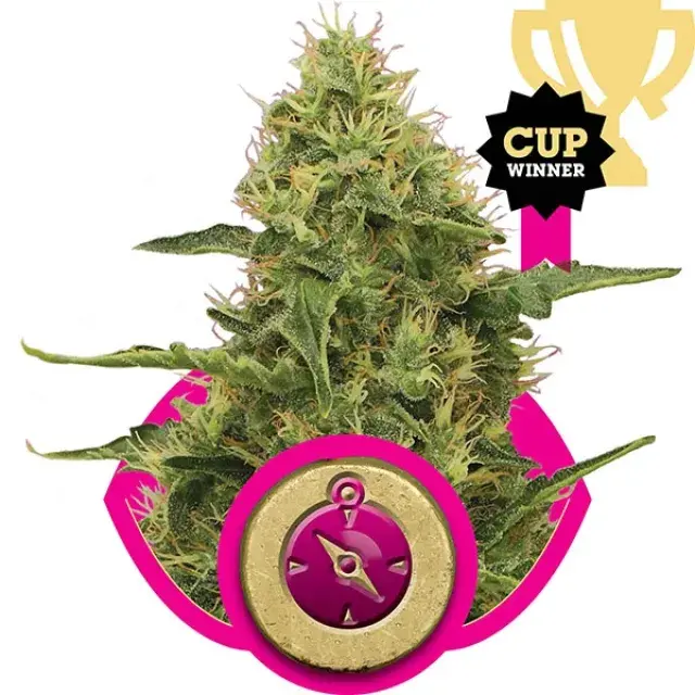 Northern Light Feminised Cannabis Seeds | Royal Queen Seeds