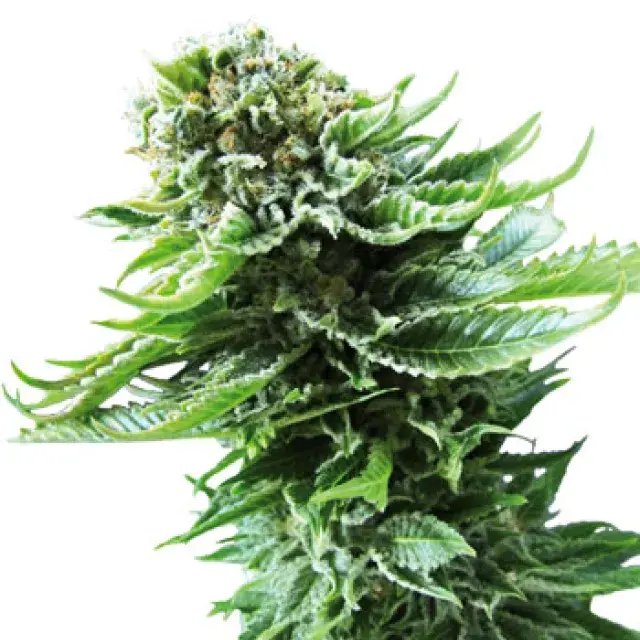 Northern Lights Automatic Feminised Cannabis Seeds | Sensi Seeds 