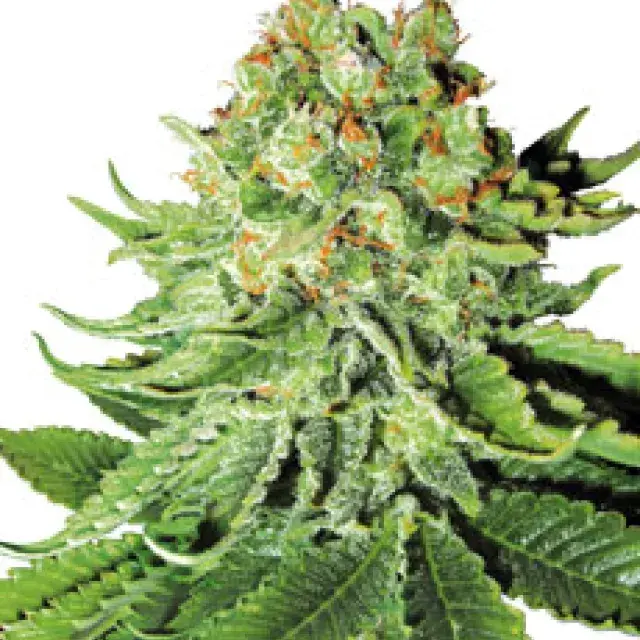Northern Lights Automatic Feminised Cannabis Seeds | White Label Seed Company