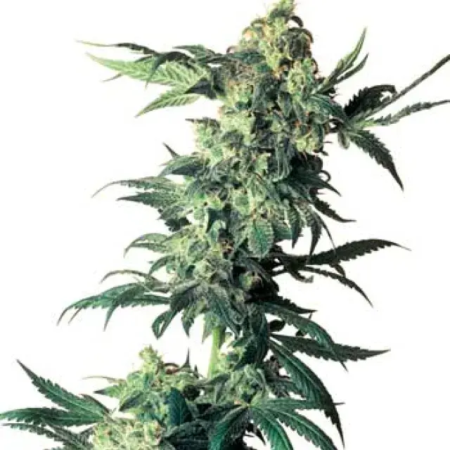Northern Lights Regular Cannabis Seeds | Sensi Seeds 