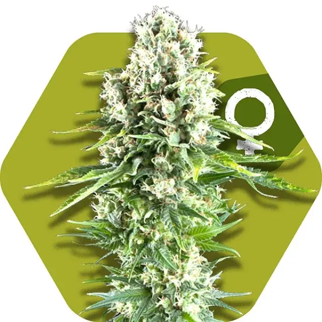 Northern Lights XL Feminised Cannabis Seeds | Zambeza Seeds