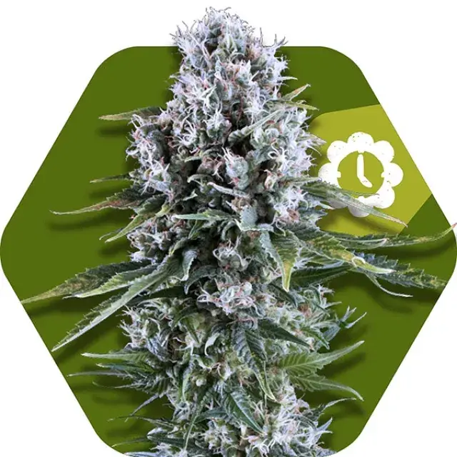 Northern Light XL Auto Feminised Seeds | Zambeza Seeds