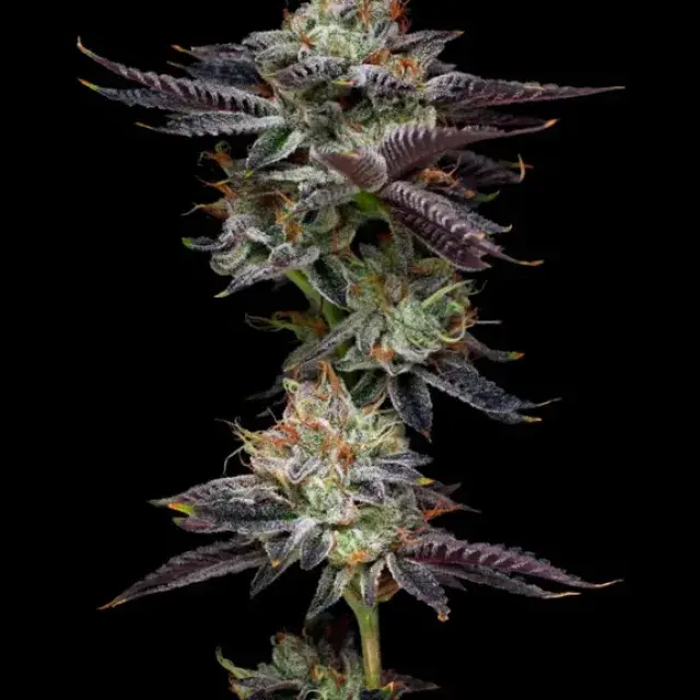 Candy Fumez Feminised Cannabis Seeds - Mavericks Seeds.