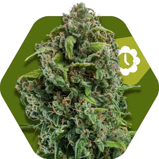 NYC Diesel Auto Feminised Cannabis Seeds | Zambeza Seeds
