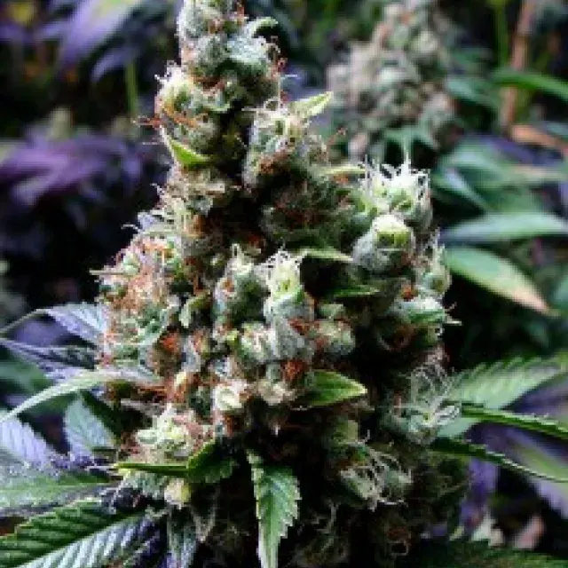 NYC Diesel Feminised Cannabis Seeds | Soma Seeds