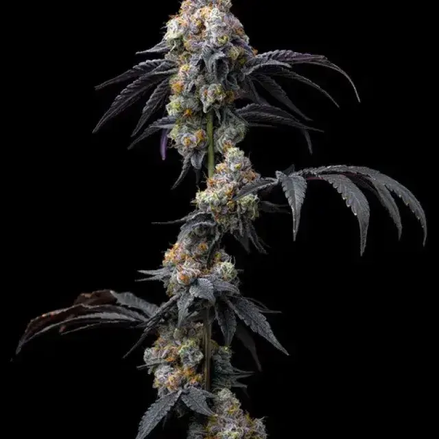 Rainbow Sherbet Feminised Cannabis Seeds | Barney's Farm.
