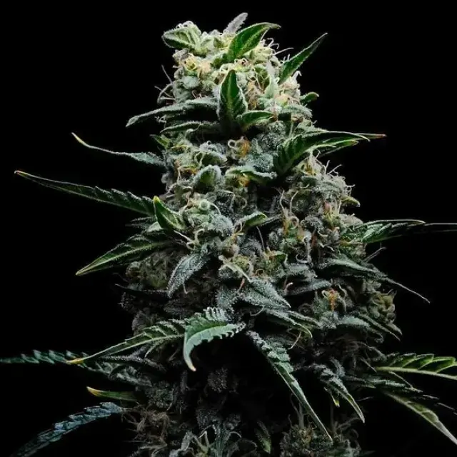 Empire Zlushi Cannabis Seeds – Empire Seeds Bank.