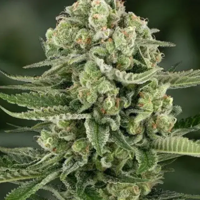 5star Apple Fritter Auto Feminised Cannabis Seeds - Power Strains.