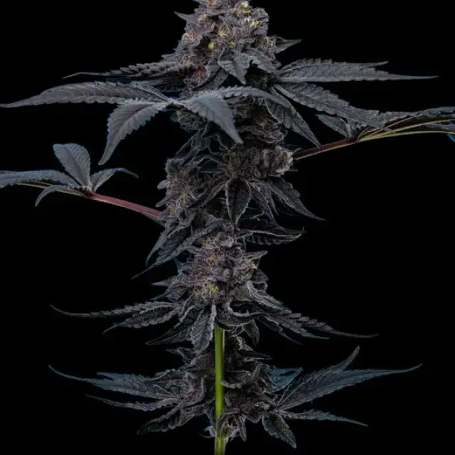 Peanut Butter Breath Feminised Cannabis Seeds - Mavericks Seeds.