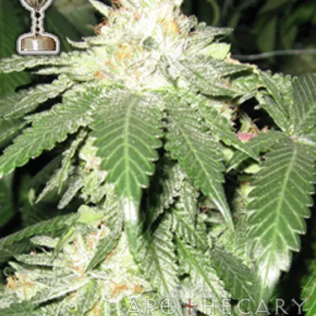 Buy Apothecary Genetics OG Kush Regular Cannabis Seeds