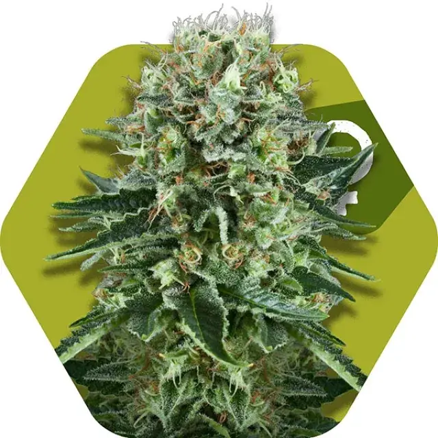 OG Bubble Gum Feminised Cannabis Seeds | Zambeza Seeds