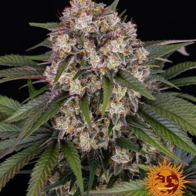 OG Kush Auto Feminised Cannabis Seeds | Barney's Farm