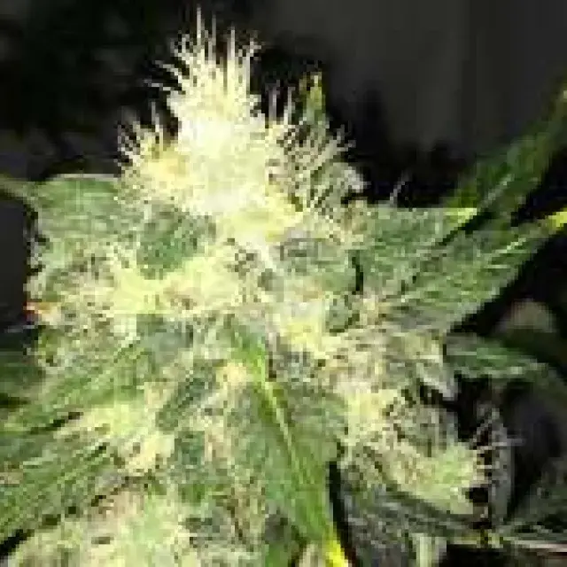 Lithium OG Kush Auto Feminised Cannabis Seeds | Nirvana  