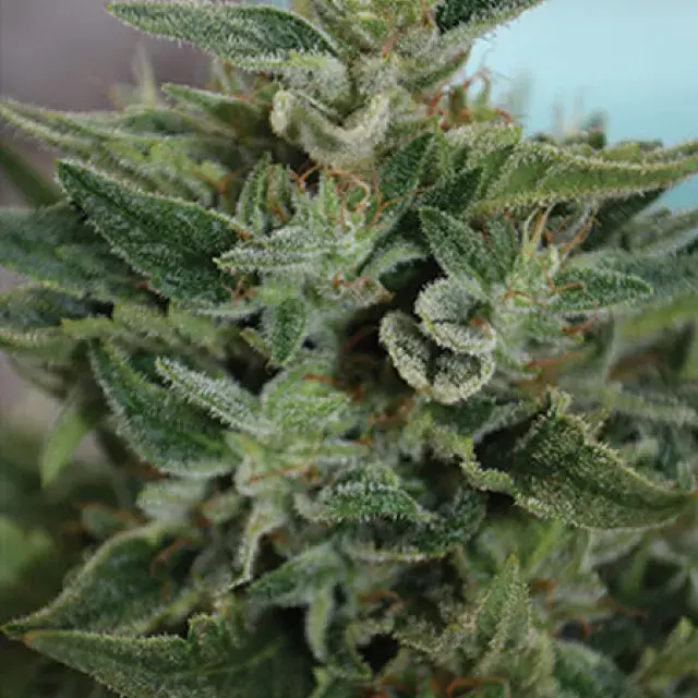 OG Kush CBD Feminised Cannabis Seeds | Medicann