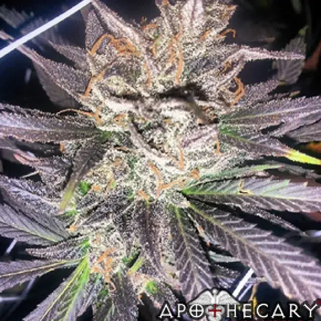 Old School Jams (Grape Ape x OG) Regular Cannabis Seeds | Apothecary Genetics Seeds 