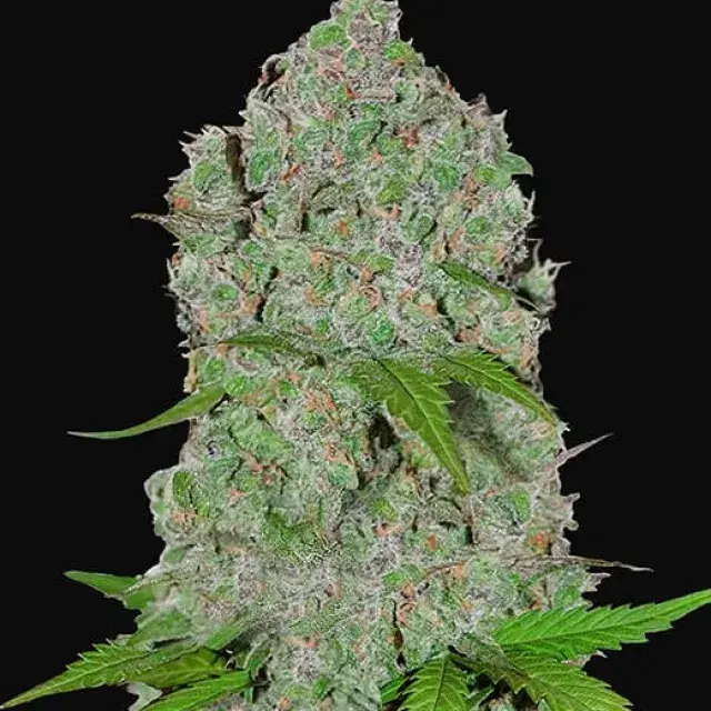 ​Orange Sherbet Auto Feminised Cannabis Seeds | Fast Buds