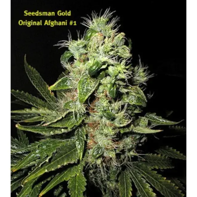 Afghani No1 Regular Cannabis Seeds | Seedsman