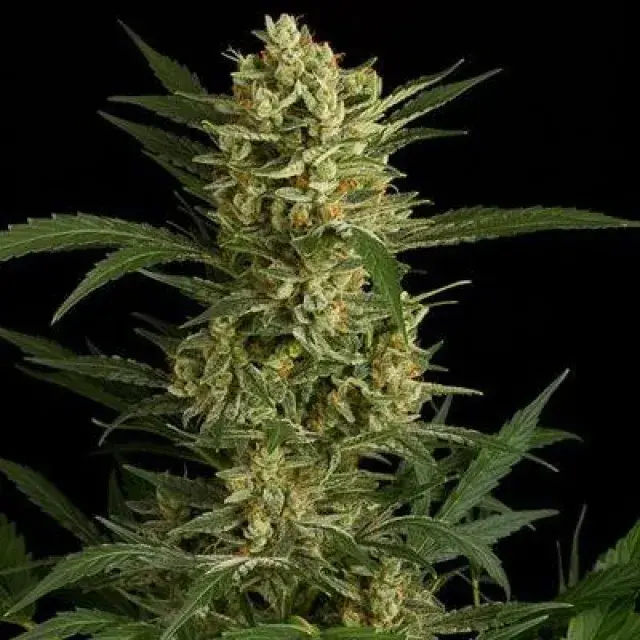 Amnesia Original Auto Feminised Cannabis Seeds | Dinafem Seeds
