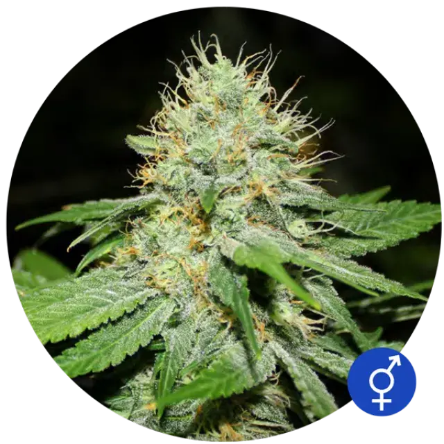 Original Afghan Regular Cannabis Seeds | Bulldog Seeds