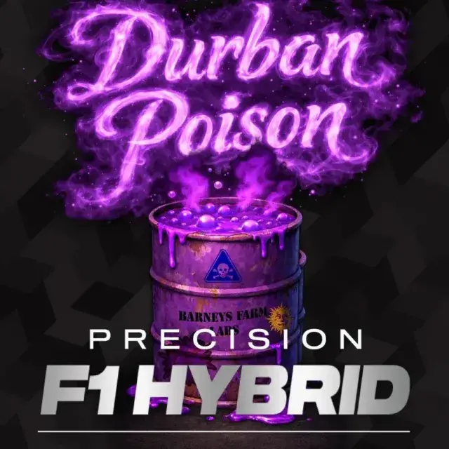 Durban Poison F1 Feminised Cannabis Seeds | Barneys Farm.
