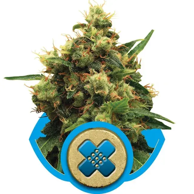 Painkiller XL Feminised Cannabis Seeds | Royal Queen Seeds 