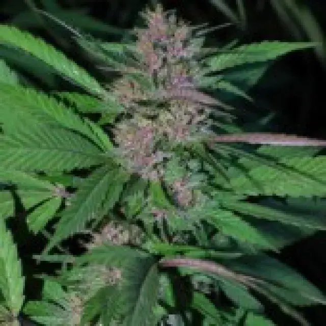 CBG Pakistan Chitral Kush Feminised Cannabis Seeds
