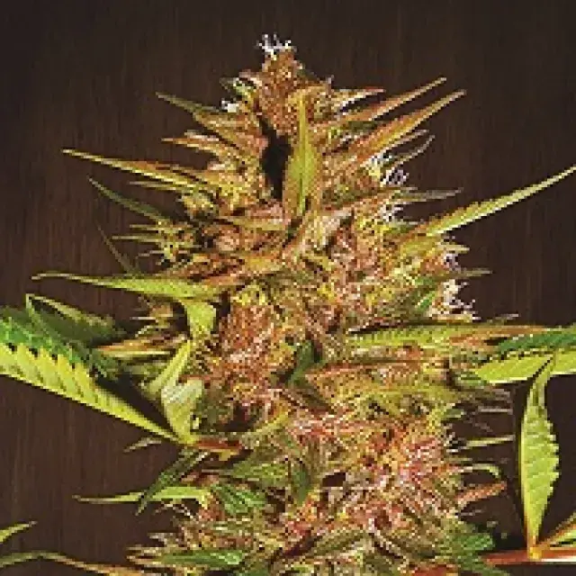 Pakistan Chitral Kush Feminised Cannabis Seeds | Ace Seeds