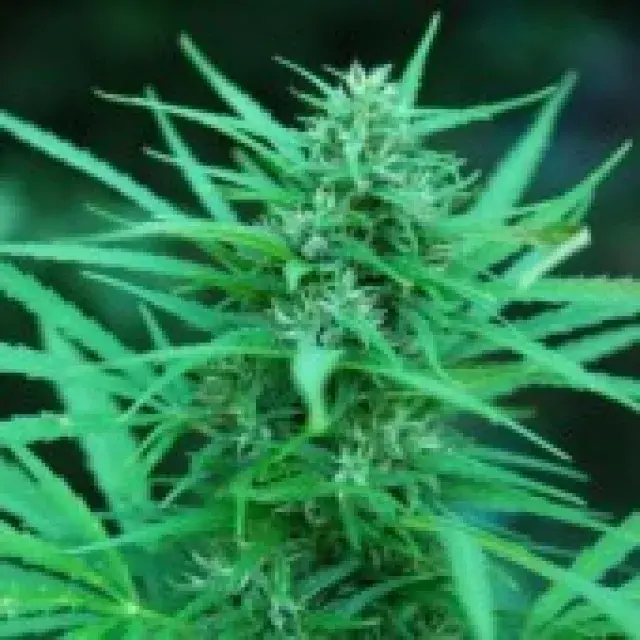 Panama Regular Cannabis Seeds