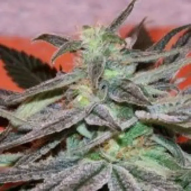 Panama DC Feminised Cannabis Seeds | CannaBiogen Seeds