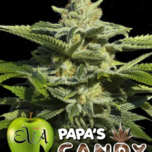 Papa's Candy Feminised Cannabis Seeds