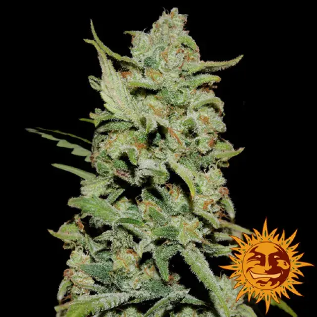 Peyote Critical Feminised Cannabis Seeds | Barney's Farm 