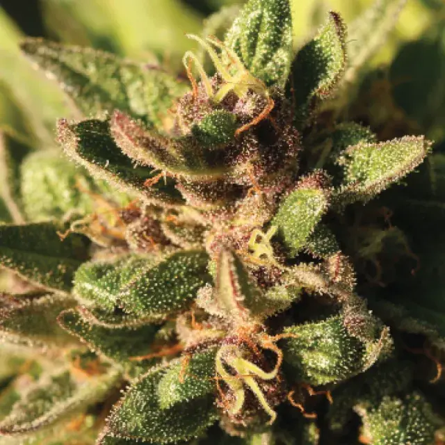 Pineapple Muffin Auto Feminised Cannabis Seeds - Humboldt Seed Company