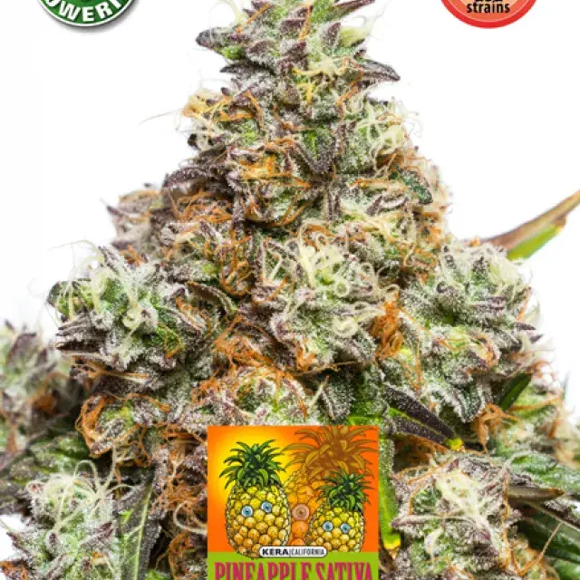 Pineapple Sativa Auto Feminised Cannabis Seeds | Kera Seeds